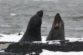 Two Elephant Seals Fighting With Mouth Open