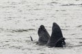 Two Elephant Seals fighting in the water Royalty Free Stock Photo
