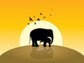 Two elephant, sunrise and flying some birds Royalty Free Stock Photo