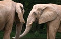 Two Elephants Royalty Free Stock Photo