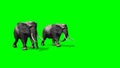 Two elephants amble - green screen