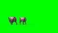 Two elephants amble - green screen