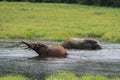 Two elephants bathing in the river Republic of the Congo Royalty Free Stock Photo