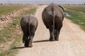 Two elephants, butt rear end view, walk along the road in Amboseli National Park Kenya Royalty Free Stock Photo