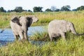 Two elephants coming out of the water Royalty Free Stock Photo