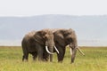 Two elephants communicate. Crater NgoroNgoro, Tanzania Royalty Free Stock Photo