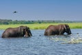 Two elephants cross the river on a sunny day Royalty Free Stock Photo