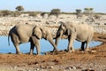 Two elephants crossing their trunks at Okaukuejo Waterhole Royalty Free Stock Photo