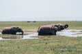 Two elephants drink water from a swamp in Amboseli National Park Kenya Africa