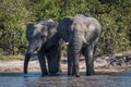 Two elephants drinking side-by-side at water hole Royalty Free Stock Photo