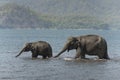 Two Elephants Drinking water in Ramganga River Royalty Free Stock Photo