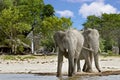 Two elephants drinking from a waterhole in makololo waterhole, zimbabwe, southern africa Royalty Free Stock Photo