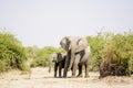 Two Elephants in the Dry Heat Royalty Free Stock Photo