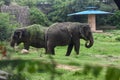 two elephants eating grass in a grassy area under a blue umbrella Royalty Free Stock Photo