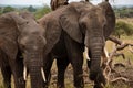 Two elephants eating national park Royalty Free Stock Photo