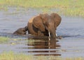 Two Elephants  Elephantidae crossing a pond Royalty Free Stock Photo