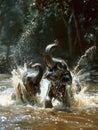 Two elephants are enjoying a playful moment in a river, splashing water as they interact with each other under the warm