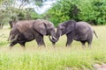 two elephants fight each other while in the grass, with trees behind them Royalty Free Stock Photo