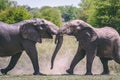 Two elephants fighting in Africa Royalty Free Stock Photo