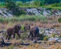 Two Elephants fighting Royalty Free Stock Photo
