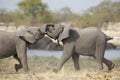 Two elephants fighting. Royalty Free Stock Photo