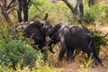 Two elephants fighting for the female. Lake Manyara national park, Tanzania Royalty Free Stock Photo