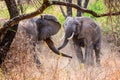 Two elephants fighting for the female. Lake Manyara national park, Tanzania Royalty Free Stock Photo