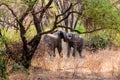 Two elephants fighting for the female. Lake Manyara national park, Tanzania Royalty Free Stock Photo