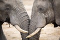 Two elephants fighting in Kruger Park in South Africa Royalty Free Stock Photo