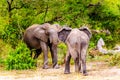 Two Elephants fighting at Olifantdrinkgat, a watering hole near Skukuza Rest Camp, in Kruger National Park Royalty Free Stock Photo