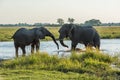 Two elephants fighting in river at dusk Royalty Free Stock Photo