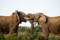 Two elephants fighting in South African wilderness Royalty Free Stock Photo