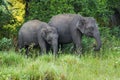 Two Elephants in a forest Royalty Free Stock Photo