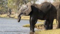 Two elephants getting water from river Royalty Free Stock Photo