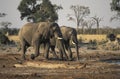 Two elephants going to drink, Botswana. Royalty Free Stock Photo