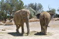 Two elephants are going in the wild Africa safari Royalty Free Stock Photo