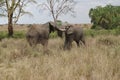 Two elephants are having fun in the savannah, tusks crossed