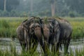 Two elephants hugging trunks in a national park Royalty Free Stock Photo