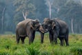 Two elephants hugging trunks in a national park Royalty Free Stock Photo