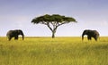 Two Elephants Isolated Acacia Tree African Savannah Serengeti Tanzania Royalty Free Stock Photo