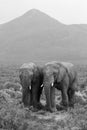 Two elephants landscape Royalty Free Stock Photo