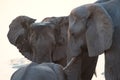 Two elephants looking at the baby elephant, close up of the head.