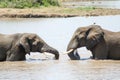 Elephants looking at each other in a river surrounded by greenery under the sunlight