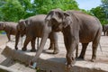 Two elephants looking for treats