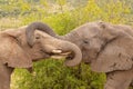 Two elephants  Loxodonta Africana embracing, Pilanesberg National Park, South Africa. Royalty Free Stock Photo