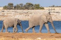 Two elephants  Loxodonta Africana walking near the Okaukuejo waterhole, Etosha National Park, Namibia. Royalty Free Stock Photo