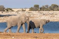 Two elephants  Loxodonta Africana walking near the Okaukuejo waterhole, Etosha National Park, Namibia. Royalty Free Stock Photo