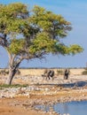 Two elephants  Loxodonta Africana walking towards the Okaukuejo waterhole, Etosha National Park, Namibia. Royalty Free Stock Photo