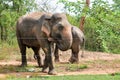 Elephants near the electricity fence in udawalawa,Srilanka