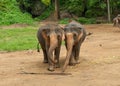 Two Elephants in a park Royalty Free Stock Photo